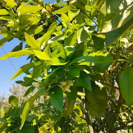 Alojamento de Acomodação e Pequeno-almoço La Casa Di Giuliana Cermignano