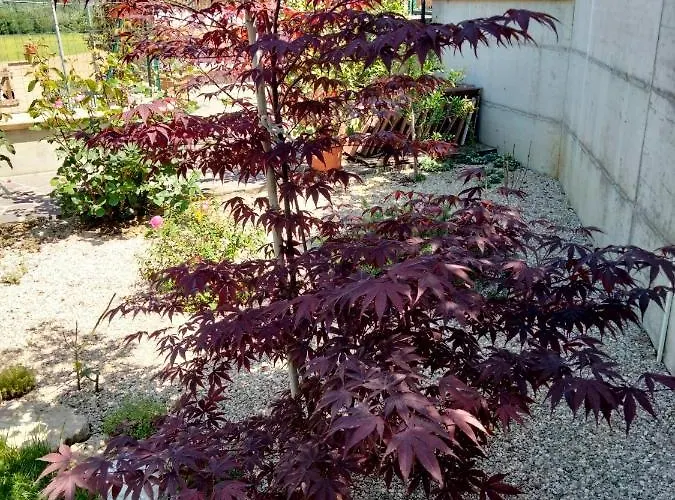 La Casa Di Giuliana Bed and breakfast 3*