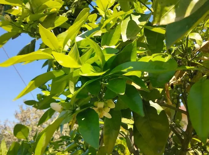 Alojamento de Acomodação e Pequeno-almoço La Casa Di Giuliana Cermignano